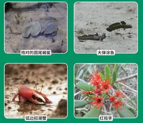 红树林:海岸带固碳魔法师4