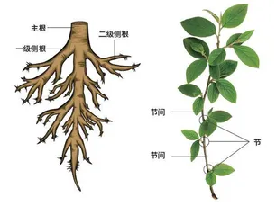 是根还是茎?1
