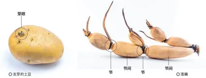 是根还是茎?3
