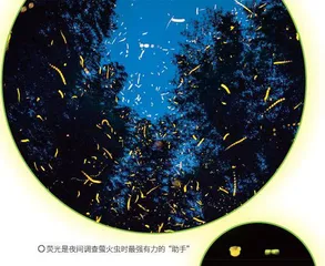 听!萤火虫在说话1