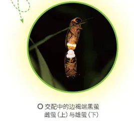听!萤火虫在说话2