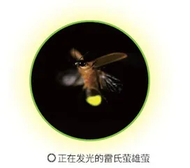 听!萤火虫在说话3