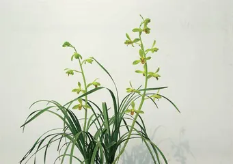 春兰:低调飘香的林中君子1