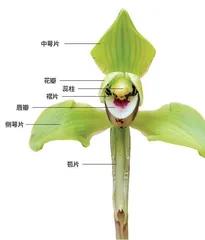 春兰:低调飘香的林中君子2