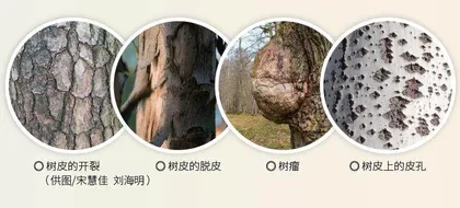 树皮不仅是“时尚弄潮儿”2