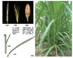 禾草之王:王草1