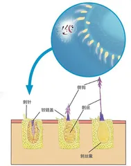 管水母3