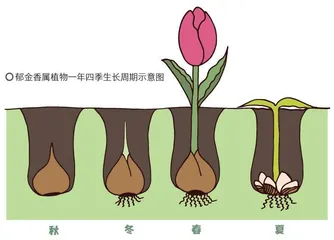 新疆郁金香:高寒荒野上的金色春光1