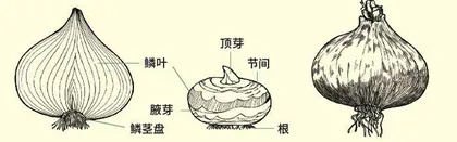 新疆郁金香:高寒荒野上的金色春光2