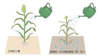耐盐碱基因:让盐碱地里“稻谷飘香”1