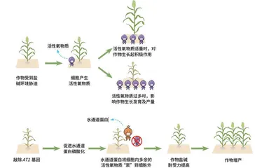 耐盐碱基因:让盐碱地里“稻谷飘香”4