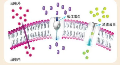 耐盐碱基因:让盐碱地里“稻谷飘香”6