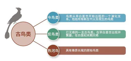 揭秘古鸟食谱2