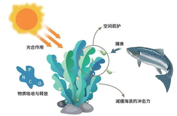 奇妙的海底森林2