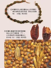植物考古中的科技密码