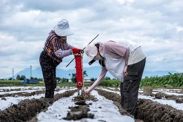 拼多多发布Q2财报,投入百亿扶持新质商家,持续助力商家提质增效1
