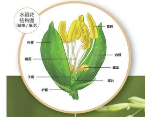 野生稻:装满人类饭碗的希望 3