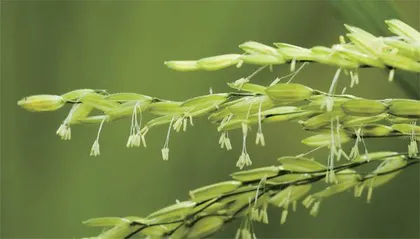 野生稻:装满人类饭碗的希望 4