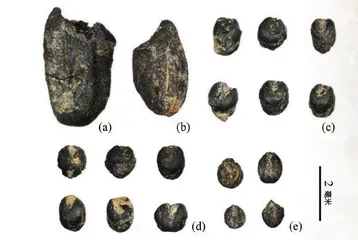 2600年前,皖南先民吃些啥?3