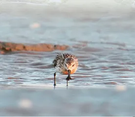 探寻勺嘴鹬繁殖地: 楚科奇苔原湿地1
