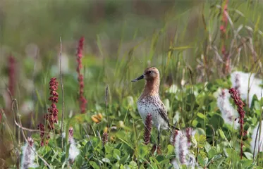 探寻勺嘴鹬繁殖地: 楚科奇苔原湿地2