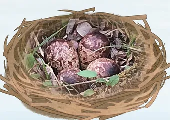 探寻勺嘴鹬繁殖地: 楚科奇苔原湿地3
