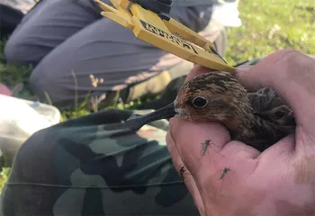 探寻勺嘴鹬繁殖地: 楚科奇苔原湿地4