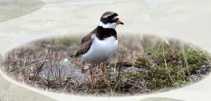 探寻勺嘴鹬繁殖地: 楚科奇苔原湿地5