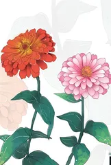 挑战太空的百日菊