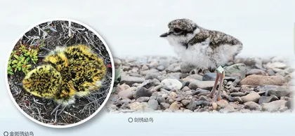 探寻勺嘴鹬繁殖地: 楚科奇苔原湿地7