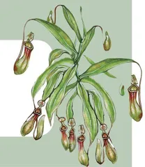 猪笼草:食虫植物“大反击”5