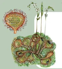 猪笼草:食虫植物“大反击”6