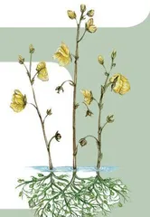 猪笼草:食虫植物“大反击”7