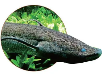 脊椎动物登陆之谜5