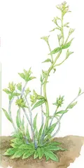 拟南芥:十字小花破译植物密码1