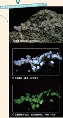 矿物荧光,不一样的“晶”彩4