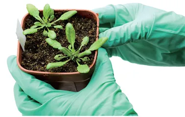 拟南芥:十字小花破译植物密码3