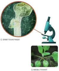 拟南芥:十字小花破译植物密码4