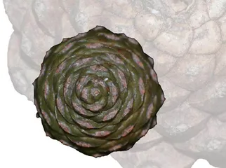 植物中的斐波那契数列4