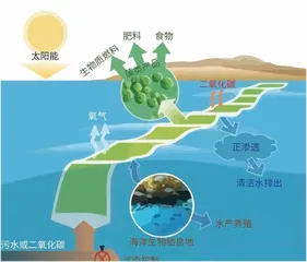 微藻,跨界小能手1