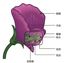豌豆:遗传学的幸运材料1