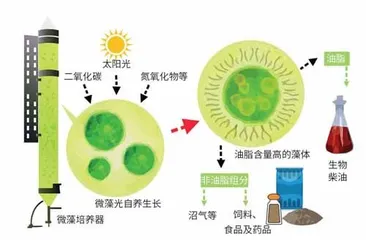 微藻,跨界小能手2
