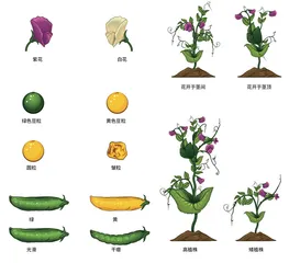 豌豆:遗传学的幸运材料3