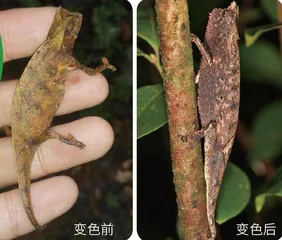 马达加斯加科考记(上)11