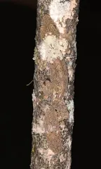 马达加斯加科考记(上)14