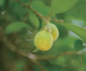 沉香:被香气所累的大树5