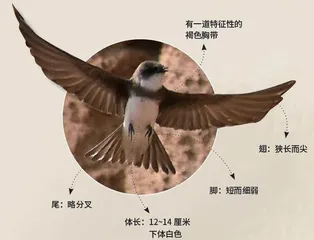 崖沙燕和它的家2