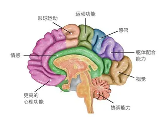 方兴未艾的脑科学1