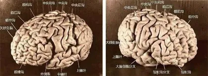 方兴未艾的脑科学2
