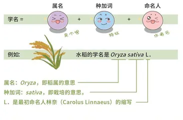 揭秘“苔花”之惑2